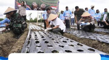 Penanaman Bawang Putih Serentak, Karo Dukung Swasembada Nasional